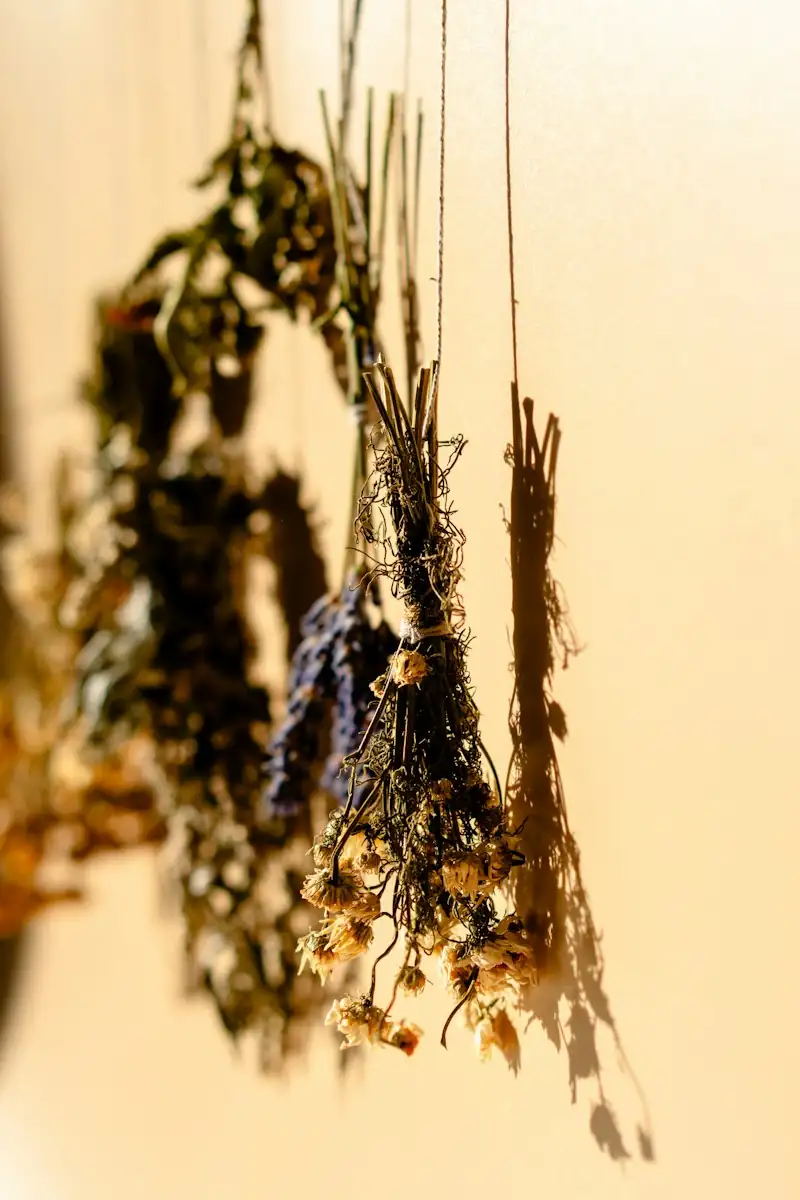 Getrocknete Blumen und Kräuter hängen in Bündeln an der Wand