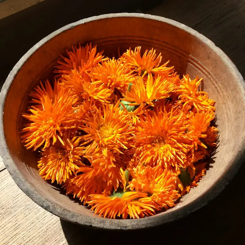 Frische Ringelblumenblüten in einer Tonschale
